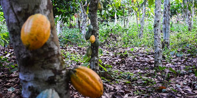 Cocoa plantations in Ghana Photo Credit: jbdodane via Flickr (http://bit.ly/1SiduAR) CC BY-NC 2.0