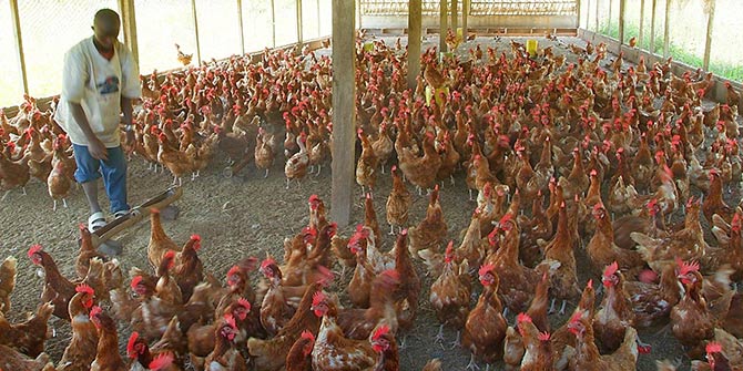 A chicken farm in Nigeria