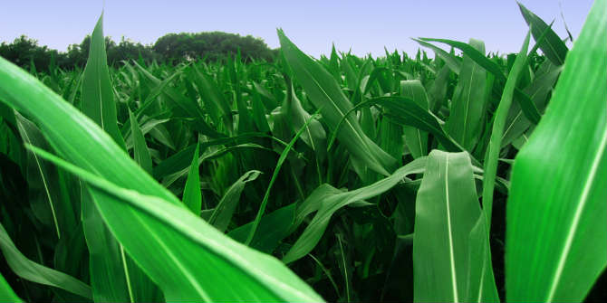 Young maize growing on a farm in the Drakensberg, Natal, South Africa Photo Credit: vagawi via Flickr (http://bit.ly/2bD23Ic) CC BY 2.0