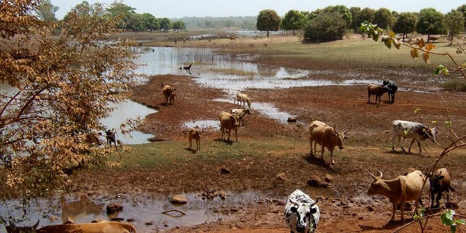 Cattle roam among the receding waters in the Niger River Basin