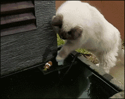 cat saving fish