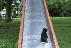 cat falling down slide