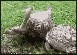 Tortoise helping another tortoise up