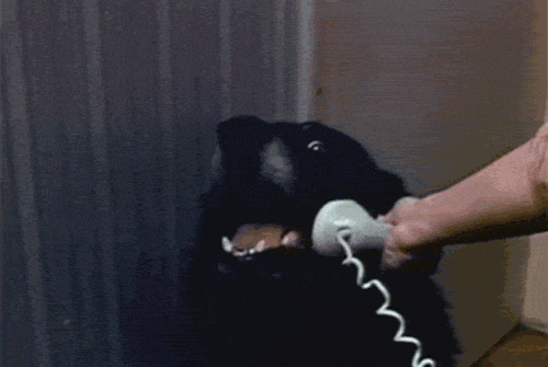 Hello yes this is dog