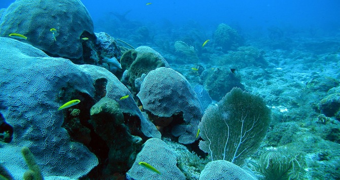 Coral Reef. Photo credit: NOAA's National Ocean Service, via Flickr (https://www.flickr.com/photos/usoceangov/5514332777/). Licence: CC BY 2.0