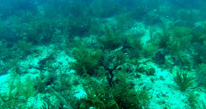 Depleted Florida coral reef. Photo credit: FWC Fish and Wildlife Research Institute, via Flickr (https://www.flickr.com/photos/myfwc/8467855675/). Licence: CC BY-NC-ND 2.0