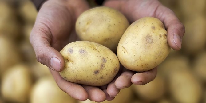 potato farmers1
