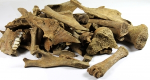 Animal bones from the site