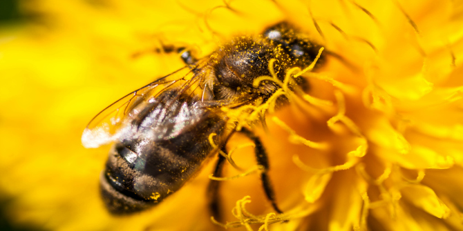 Bee Image 2