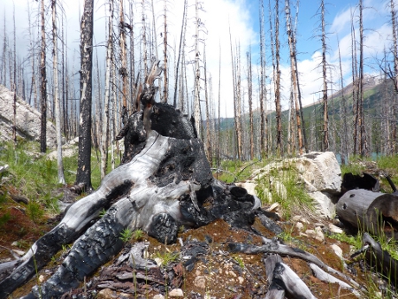 Charred remains of a forest in Jasper National Park, Canada Credid: Andrew Bowden (Creative Commons BY SA)